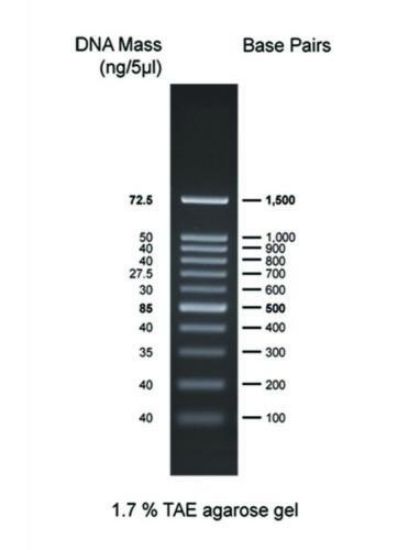 DNA ladder 100bp 100-1500bp, 1x500 μl vial_1588202