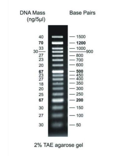 DNA ladder 50bp 50-1500bp, 1x500 μl vial_1588206