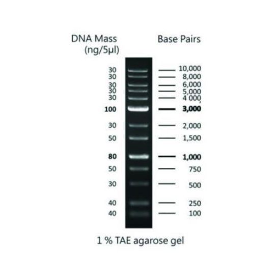 DNA ladder 1Kb 250bp-10Kb, 1x500 μl vial_1610129