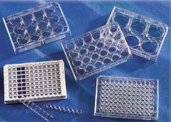 PLATE 12 WELL TREATED 50/CS_1081003