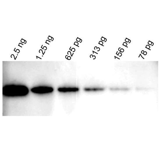 Vector Laboratories WestVision HRP Anti-Rabbit IgG for Western Blot Detection_1209301