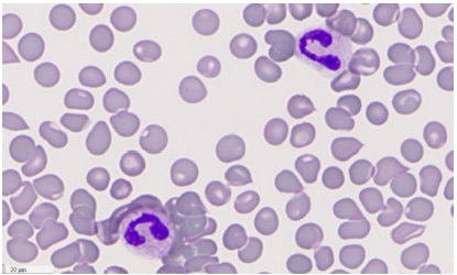 O8 Microscope and Scanner – Fully digital and motorized all-in one microscope and scanner, specifically optimised for oil scanning._2172979