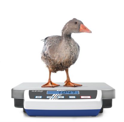 Portable Kern platform scale with 60 kg capacity and 5 g readability. Battery-powered, IP65 display, ideal for industrial and warehouse use._1193529