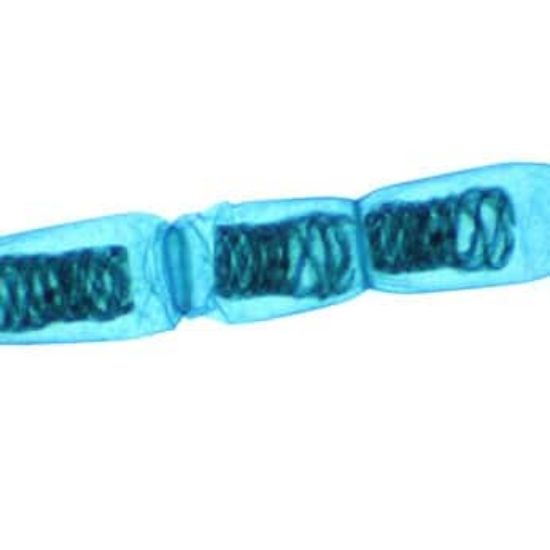 Cole-Parmer Prepared Slide, Spirogyra | John Morris Group New Zealand