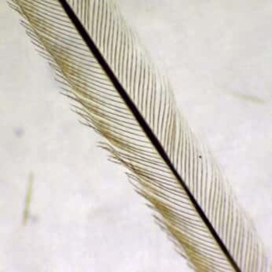 Cole-Parmer Essentials Prepared Slide, Feathers, 3 Types_2044980