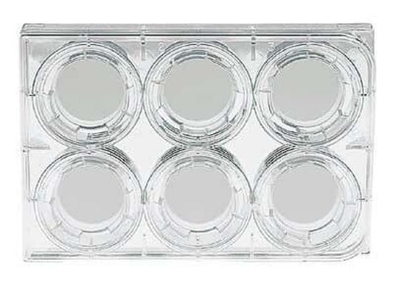 Corning Transwell PET Inserts, 24 mm, 0.4 µm | John Morris Group Australia