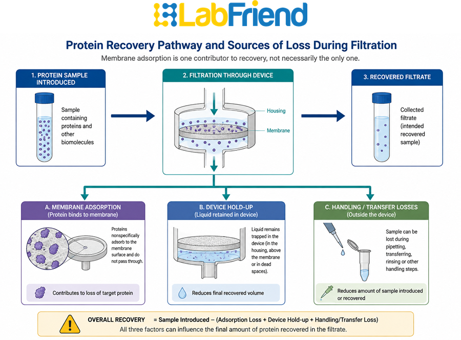 Diagram showing protein sample recovery losses from membrane adsorption, device hold-up and handling during filtration.