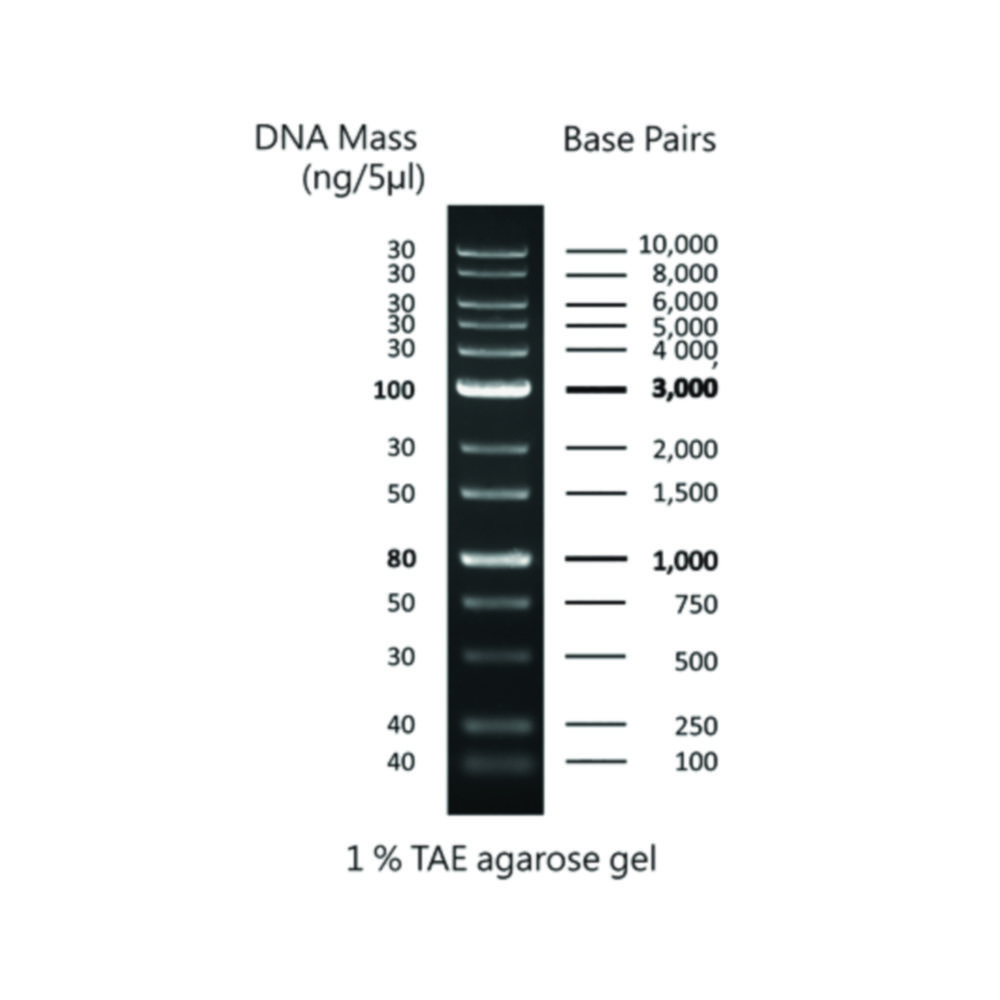 DNA ladder 1Kb 250bp10Kb, 1x500 µl vial LabFriend Australia