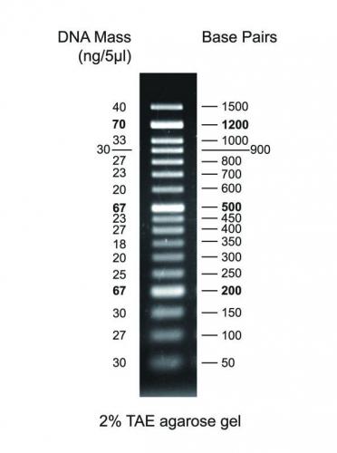 dna-markers-for-gel-electrophoresis-labfriend-australia-lab